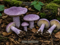 Veilchenblauer Schönkopf1